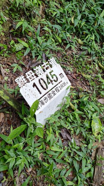 楊廷理古道2814626