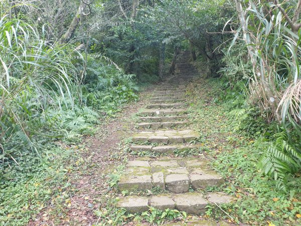 興福寮登山口上大屯山1561310