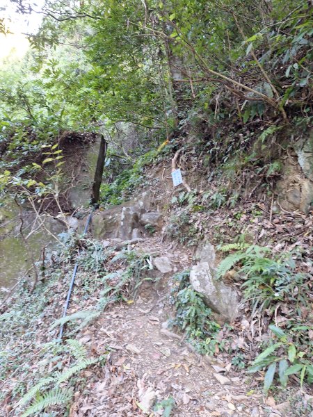 稍來神木+稍來山+稍來山南峰O型202412292678964