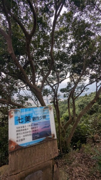 劍潭山親山步道2676458