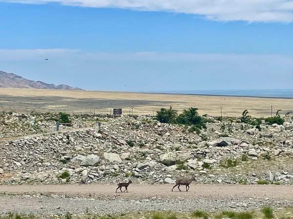 多彩塞北阿拉善.騰格里沙漠六湖穿越2920107