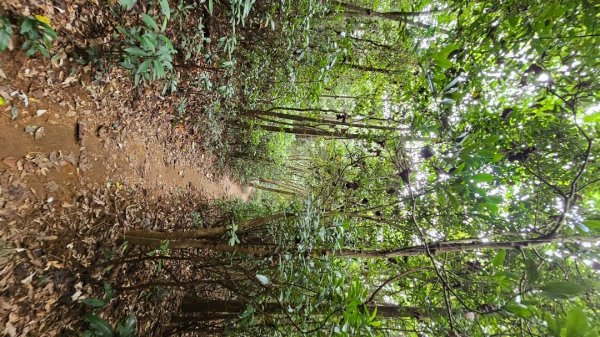 【孫悟空三借芭蕉扇要做啥呢？】解鎖第52座小百岳#035火炎山2903832