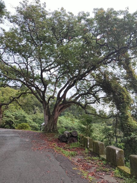 貓囒山步道2850520