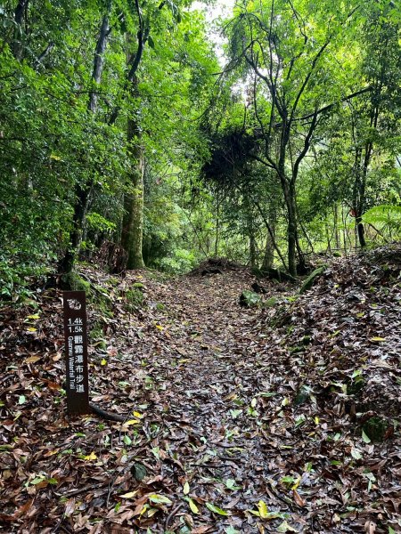 新竹 五峰 觀霧國家森林遊樂區 觀霧瀑布步道+賞鳥步道2811429