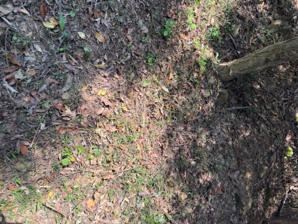 20260221 飛沙新路3003420