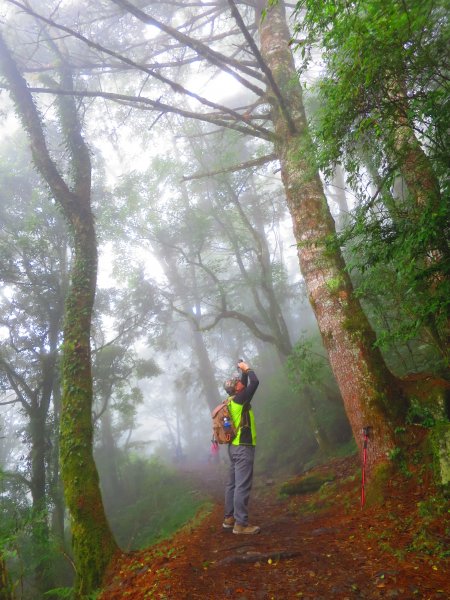 【新竹】觀霧迷幻森林：檜山巨木群步道1111952