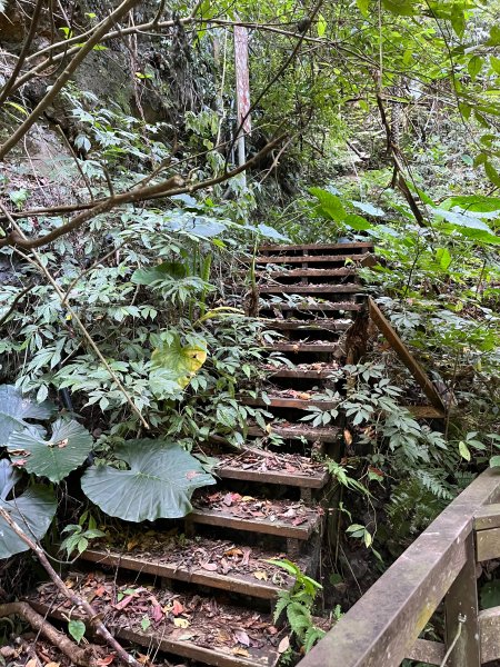 跟銀狐犬一起去蝴蝶谷瀑布找遺失登山杖 2025.12.52956222