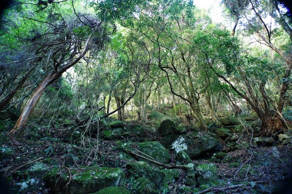 苗栗 南庄 加里山2963398