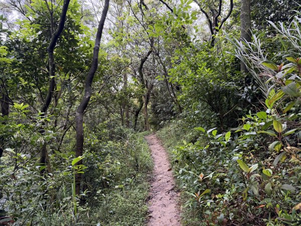 [微笑山線_第三段] 2026_0328 鳶山山系_福德坑山3025575