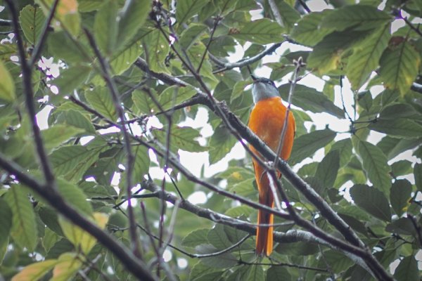 瓦拉米步道-佳心營地住一晚2708459