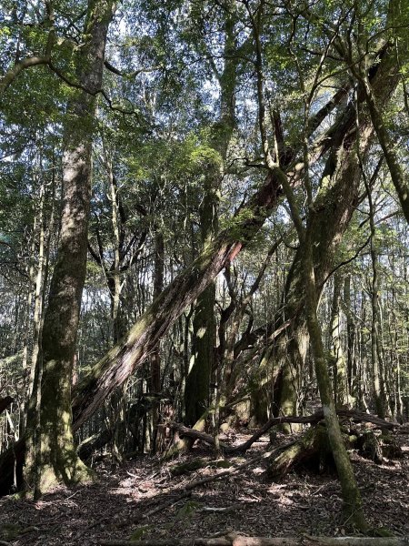 雪見大板根2959276