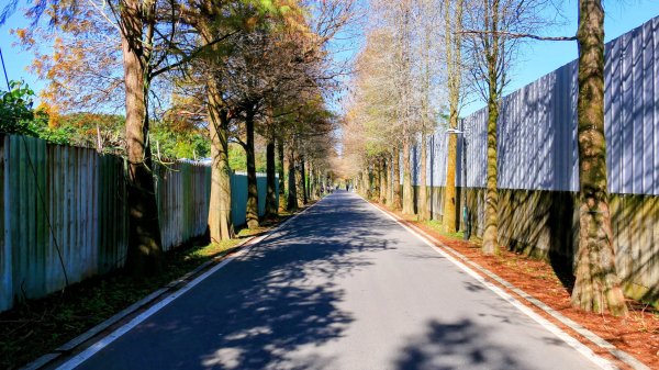 落羽松大道,龍潭大池2976177