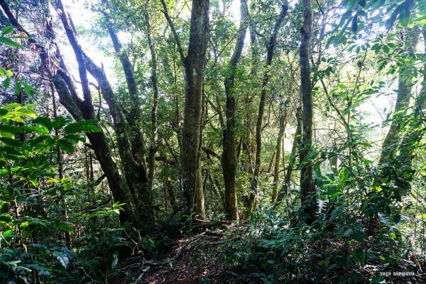 【新竹】荒蕪的麥樹仁山