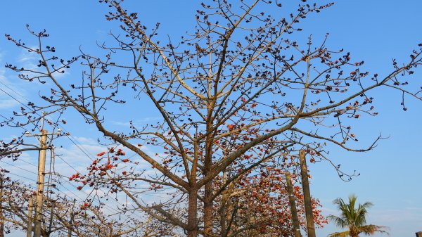 《臨江仙。木棉春色》2735229