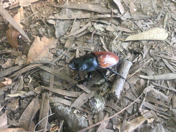 向天蝦🦐2627253