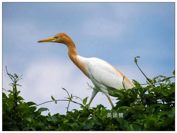 太興岩步道、萬鷺朝鳳、巧雲小棧 (嘉義 梅山)2886369