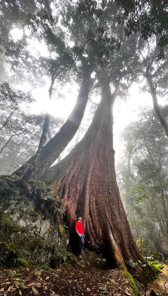 尋幽訪古遊走千年巨木和幻霧美森的樂山林道2882329
