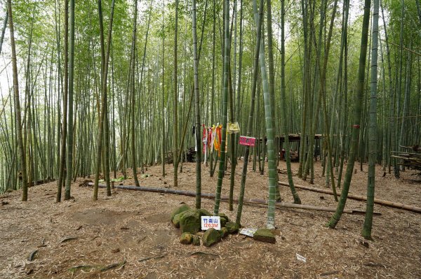 南投 鹿谷 溪頭山、竹崙山、志騰山2730642