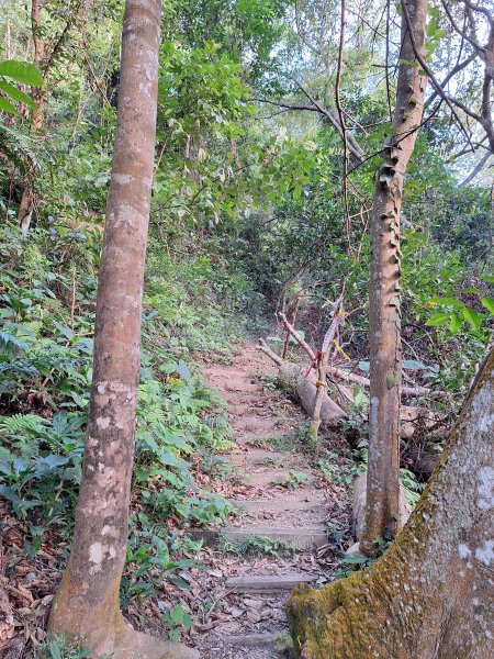 關西赤柯山+東西獅頭山+馬福山+玉山O型2670793