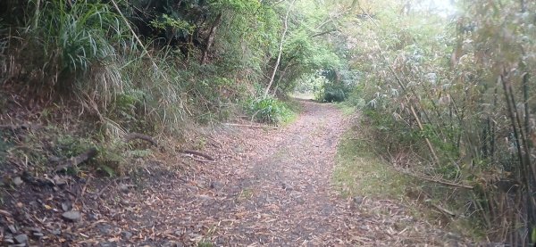 2025 4/5 加奈美山2754445