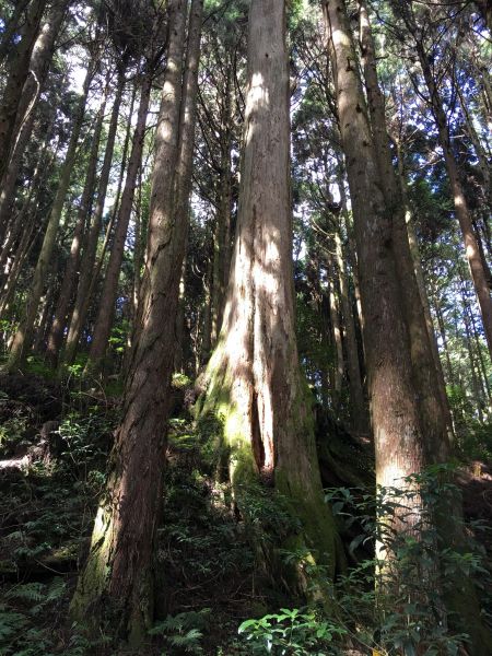 特富野古道158256