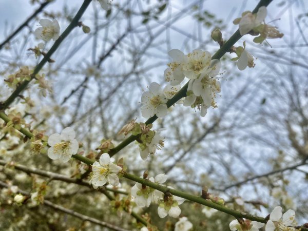 蜊埤湖、芃芃溫泉、天狗溪噴泉逍遙遊   2021/12/281570086