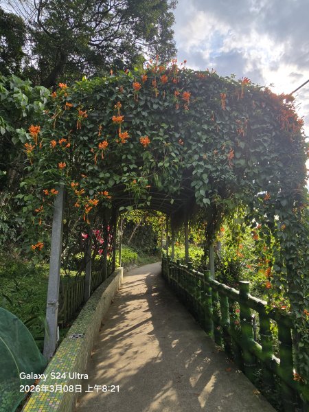 2026-03-08微笑山線：【大棟山系】百年大榕樹段3011668