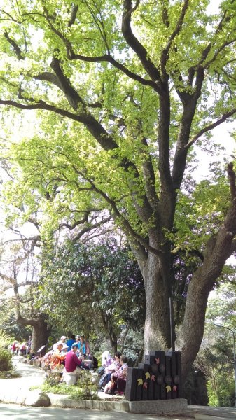 滿眼翠綠的半嶺步道、橫嶺古道、紗帽山步道883222