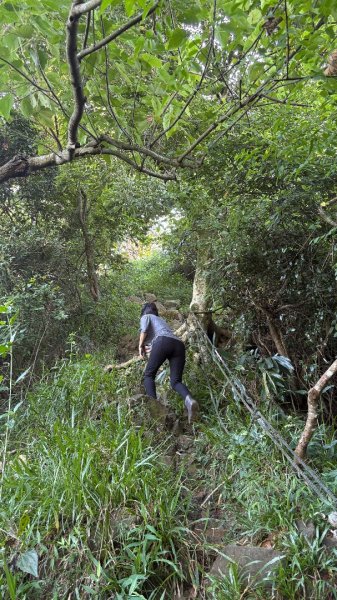 美濃雙溪樹木園（九芎林山2905627