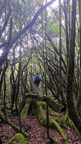 環繞在楓紅巨木和滿山翠綠的鞍馬山及大雪山小神木森林步道的悠哉山行記2996749
