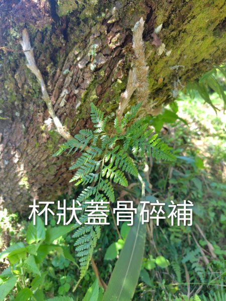 關頭山 舊武界越山 巴蘭山2892129