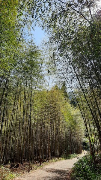 《南投》竹林台灣杉｜溪頭山竹崙山志騰山O繞202302182035928