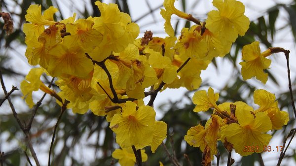 追花是簡單的快樂，賞花是恬淡的幸福。3/172073492