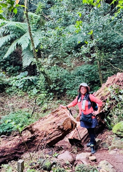 登峰古圳訪高頂山 北五指山 出荷蘭古道 快閃聖人瀑布2981998
