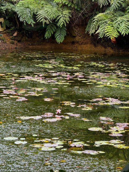 小百岳土庫岳路線上的秘境 山豬湖3029646