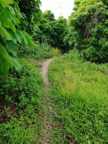 散步賞景。編號46小百岳~阿罩霧山752806