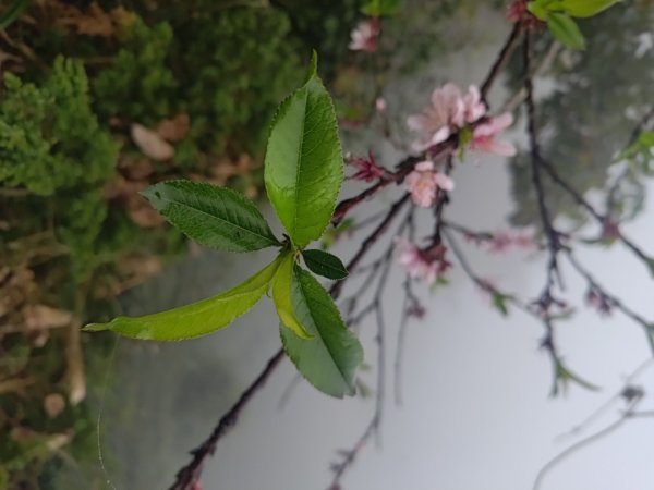 梅山鄉撿山頭2449453