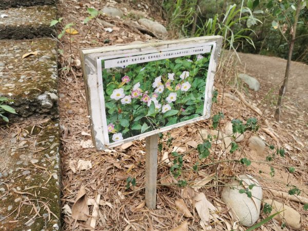 田中森林登山步道-依山稜線而建且景觀良好1048124