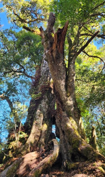 【中級山縱走】羅馬縱走，走進神木的夢幻童話森林世界2943224