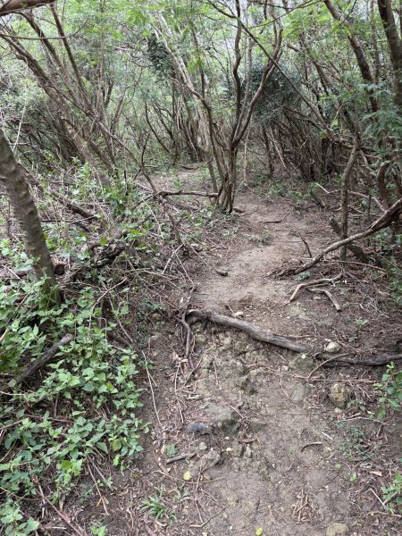 20251129大山母山步道2951876