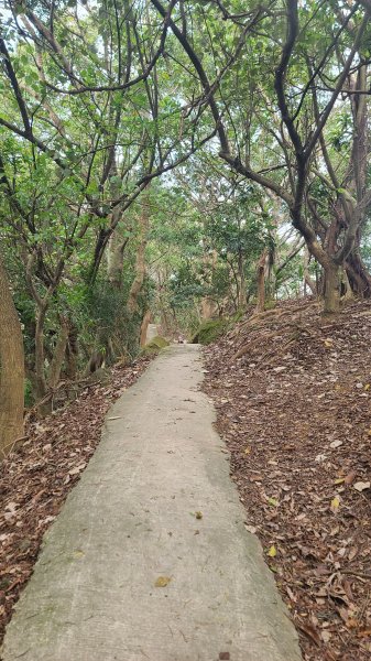 2025-0204 鶯歌_大凍山_三角埔頂山_迴龍2707962