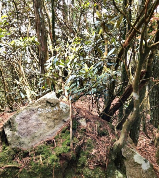 【中級山縱走】最美中級山，鳶嘴西稜縱走（鳶嘴山，醜崠山，長壽山）2741381