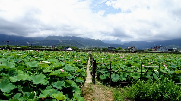 金山荷花池2181731