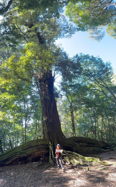 1140209雪見北坑山大板根2709955