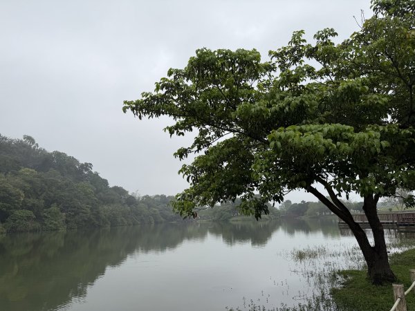 [樟之細路_第一大段RSA01] 2026_0329 三坑自然生態公園3026795