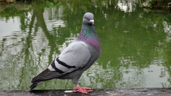 文山公園,蟾蜍山,台大2016465