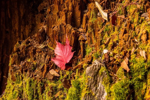 稍來山楓葉林2960896