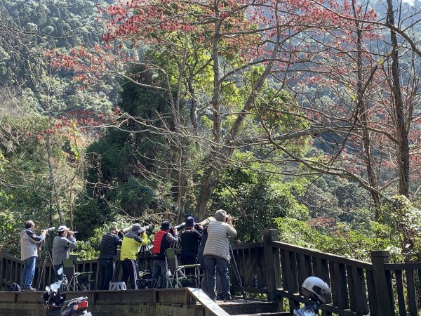 【新聞】大雪山林道即日起加強巡查 請民眾確實遵守賞鳥五「不」曲