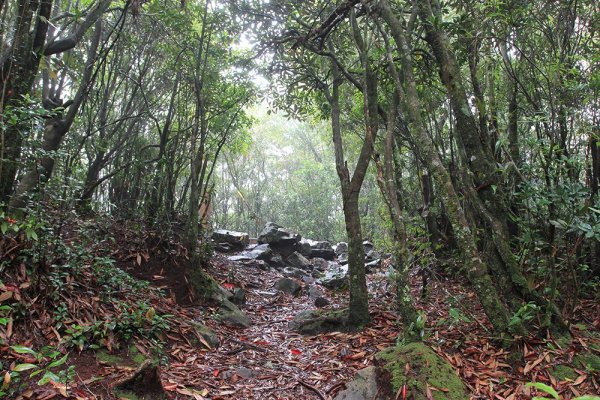 橫嶺山雨中行477698