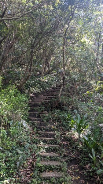 觀音山 硬漢嶺步道2116868